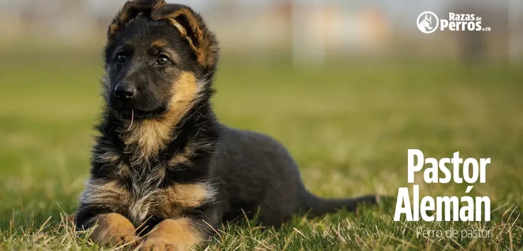 raza de perro pastor aleman