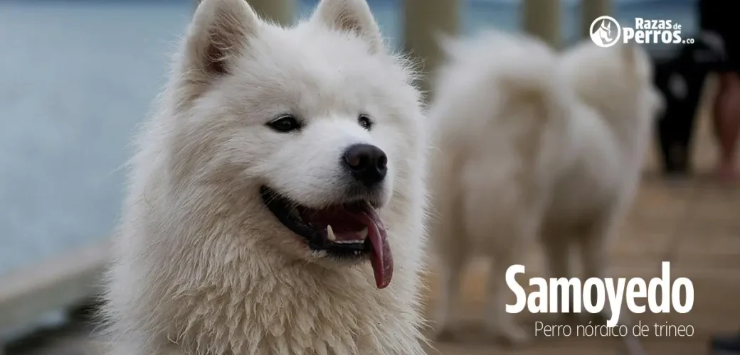 raza de perro samoyedo
