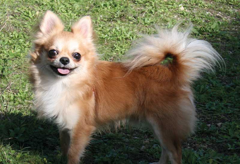 perro chihuahua peludo macho
