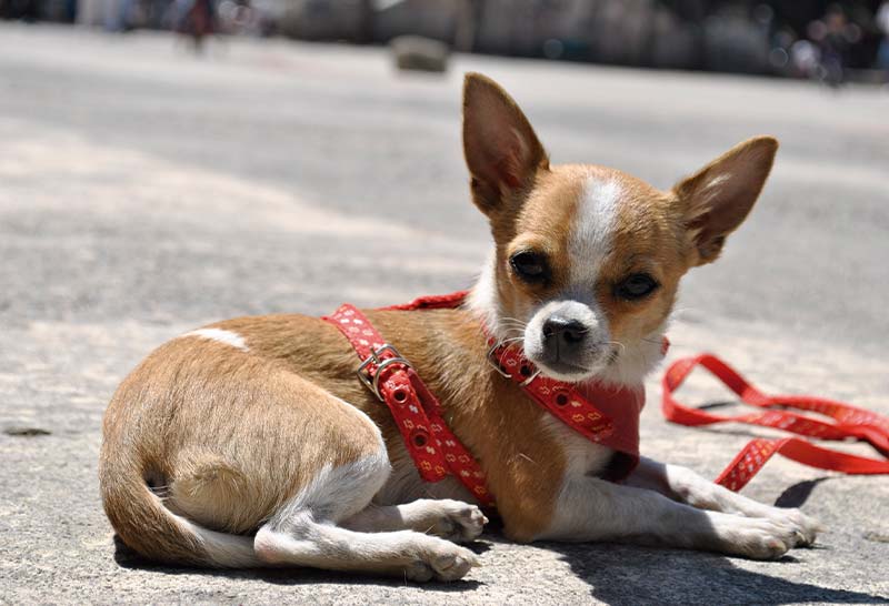 perro chihuahua mexicano