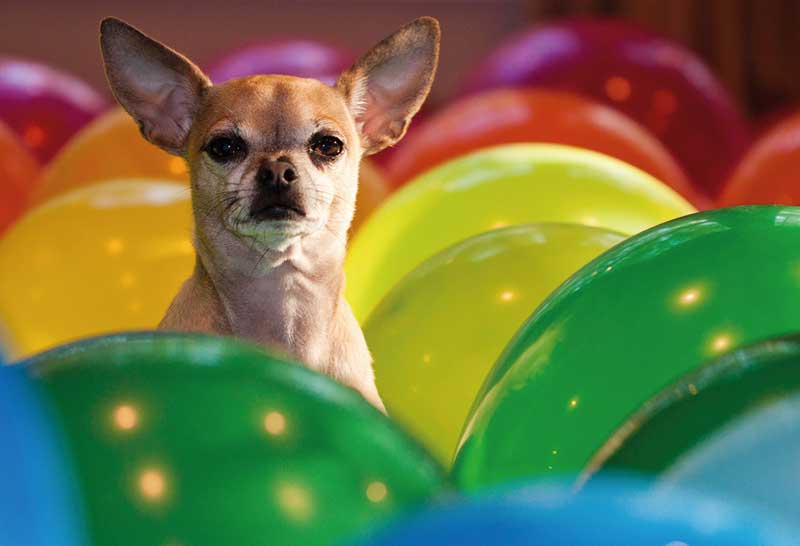 perro chihuahua entre globos