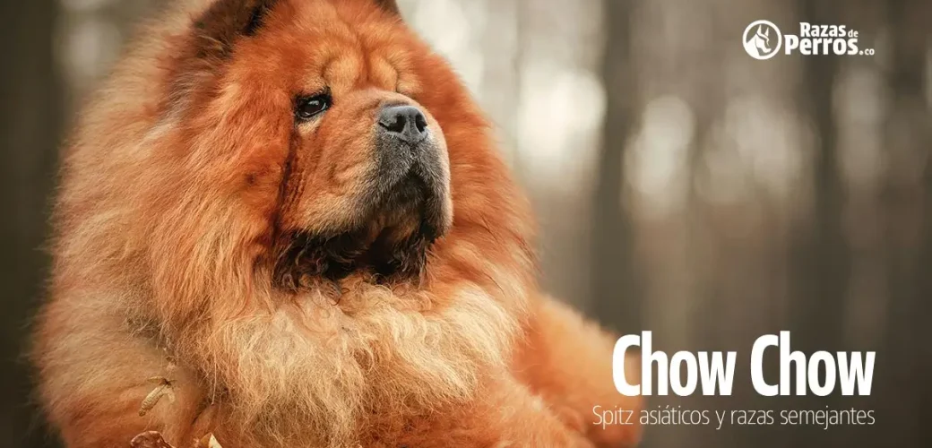 raza de perro chow chow