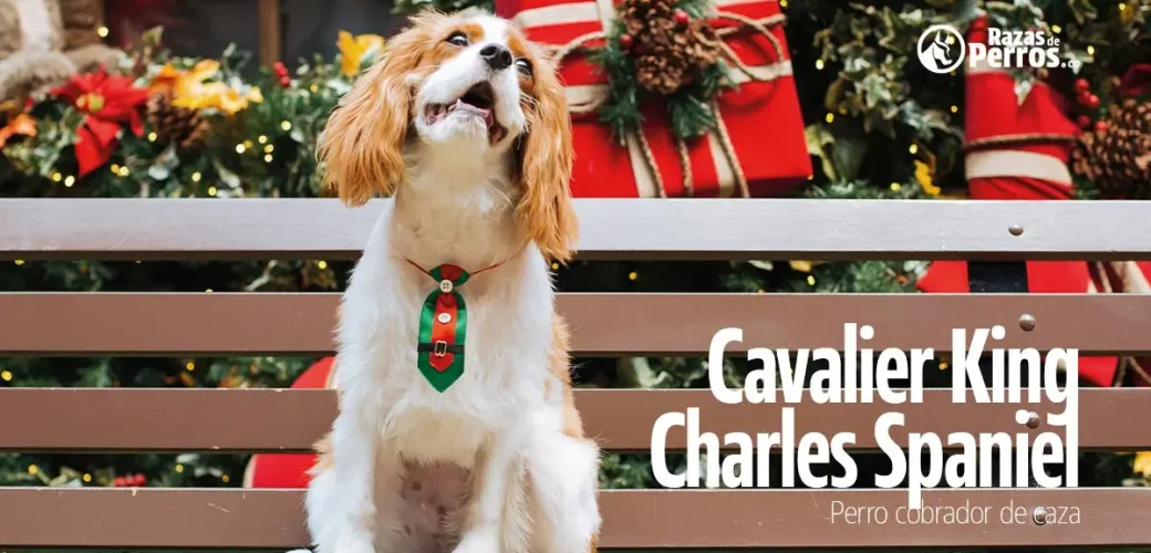 raza de perro cavalier king charles spaniel