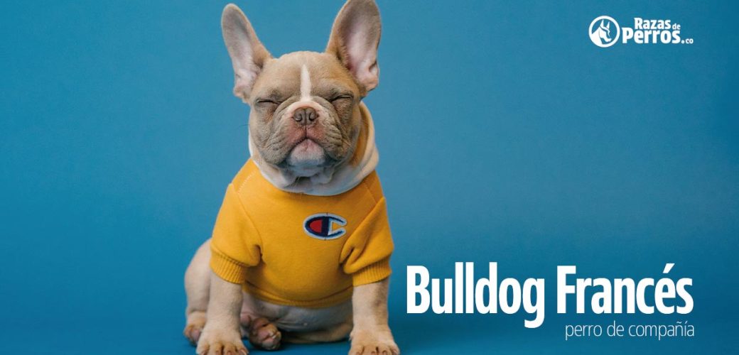 Bulldog frances perro de compania