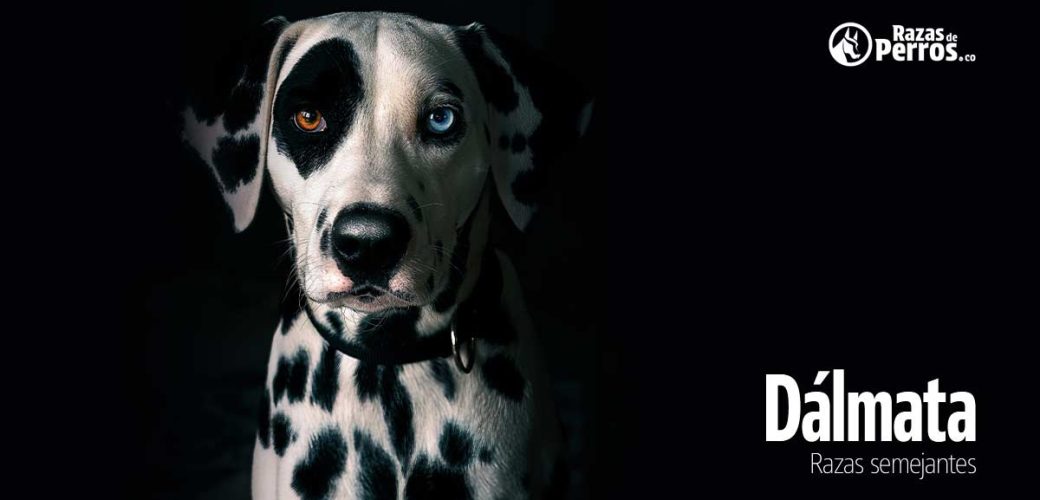 Dalmata perro razas semejantes