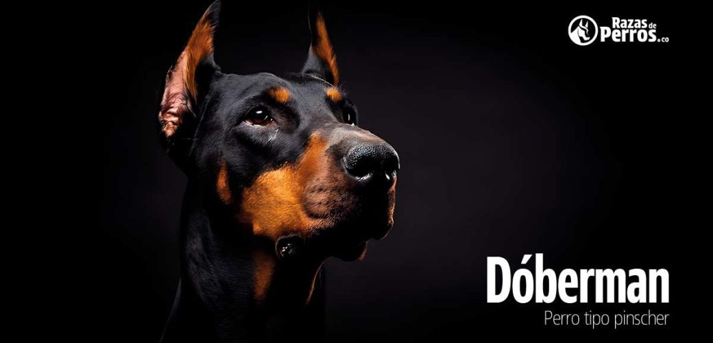 raza de perro doberman