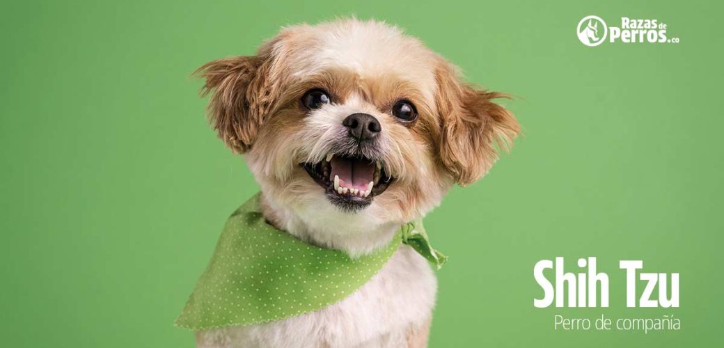 Shih tzu perro de compania