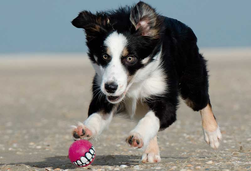 border collie cachorro jugando