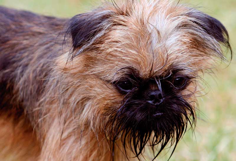 perro griffon de bruselas