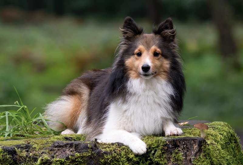perro pastor de shetland