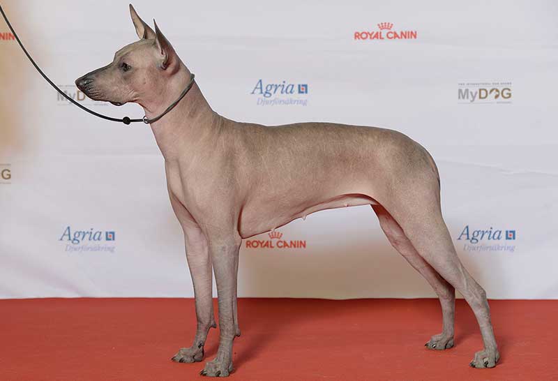 perro xoloitzcuintle en exposicion