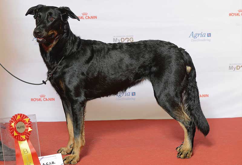 Perro beauceron