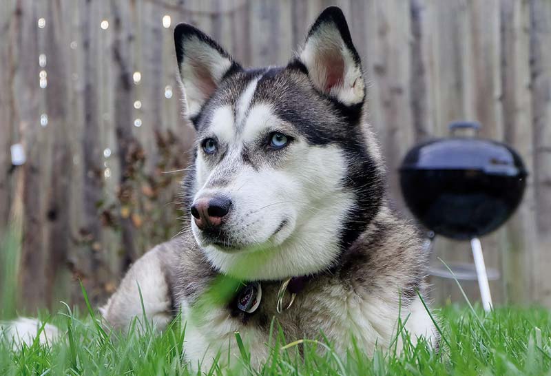 Husky siberiano acostado