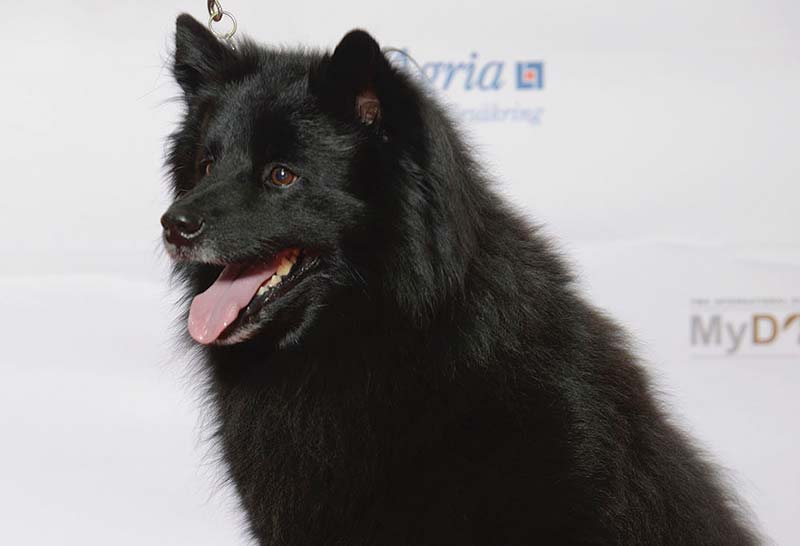 Perro sueco de laponia