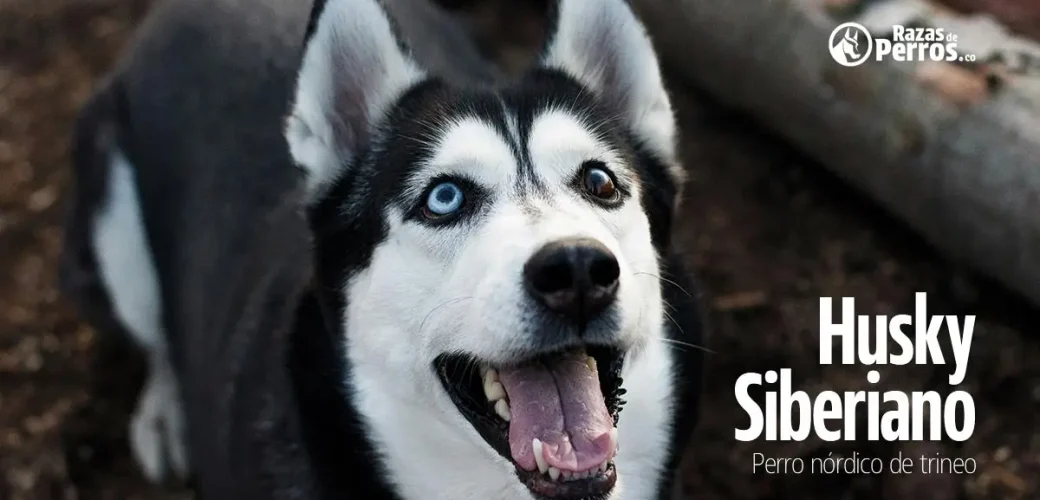 raza de perro husky siberiano