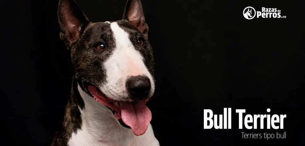 raza de perro bull terrier