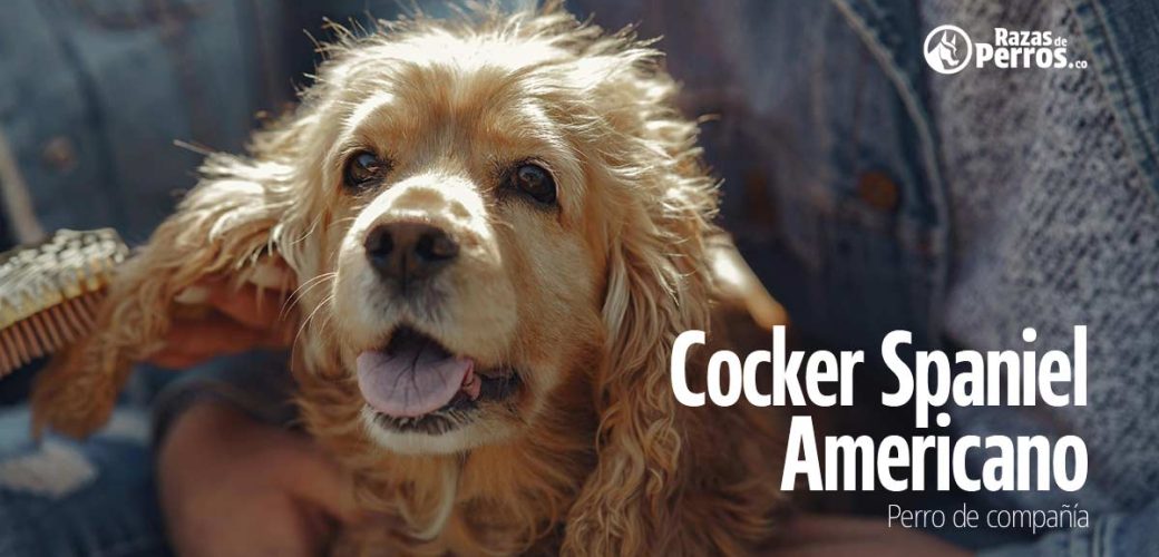 Cocker spaniel americano perro levantador de caza