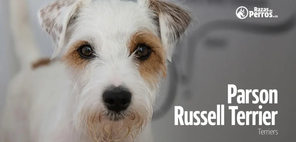 raza de perro parson russell terrier