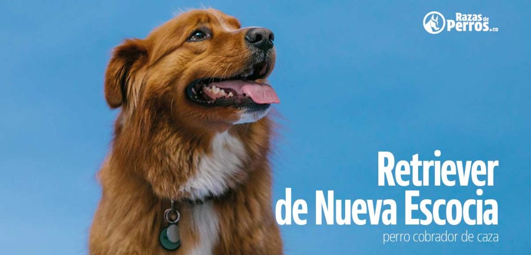 Retriever de nueva escocia perro cobrador de caza
