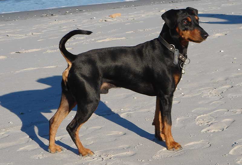 Pinscher aleman