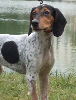 rastreador brasileño