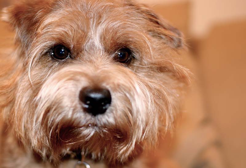 Norfolk terrier