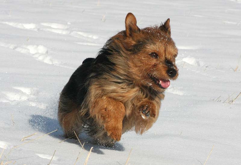 Terrier australiano corriendo