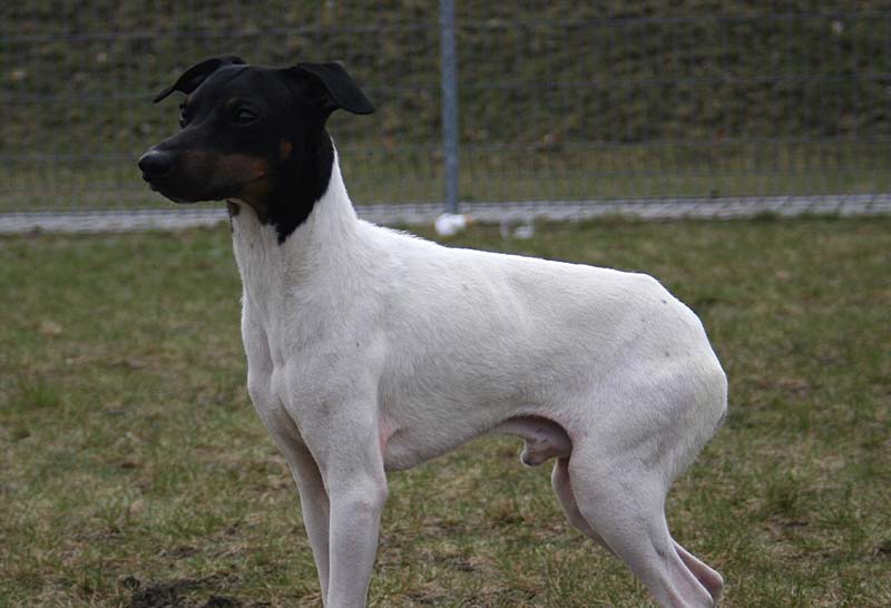 Terrier japones