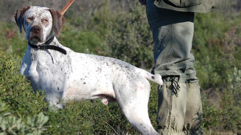 Braco del borbon macho