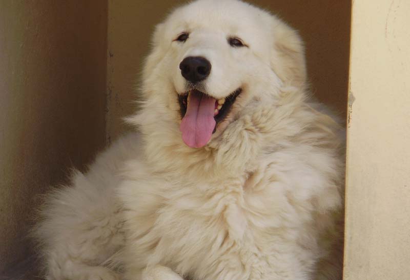 Perro kuvasz