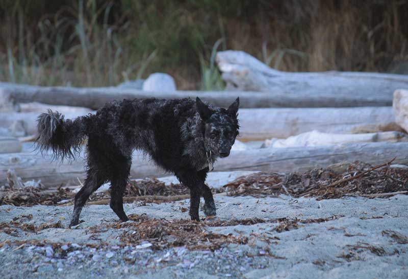 Perro mudi black merle