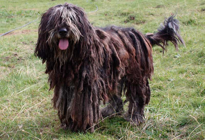 Perro de pastor bergamasco