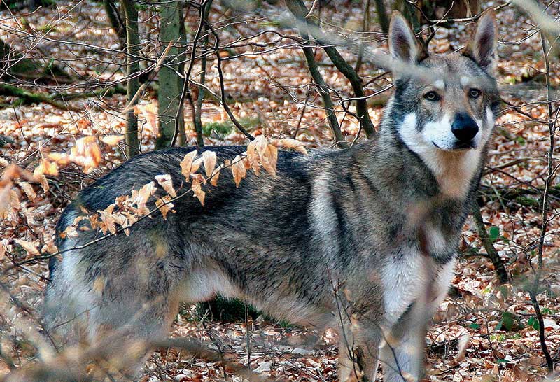 Perro lobo de saarloos