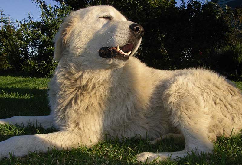 Pastor de la maremma y de los abruzos