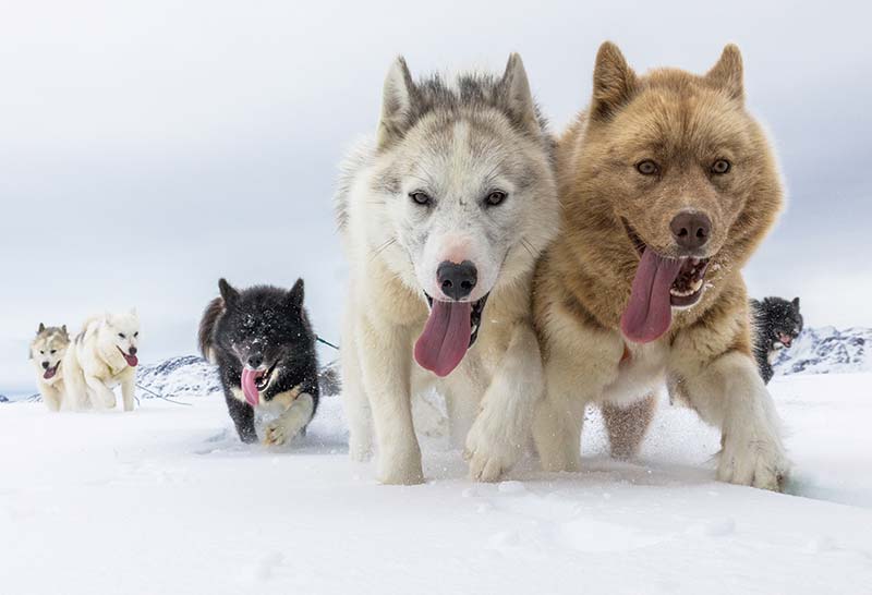 Perros de groenlandia