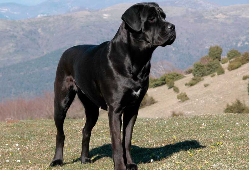 Cane corso negro