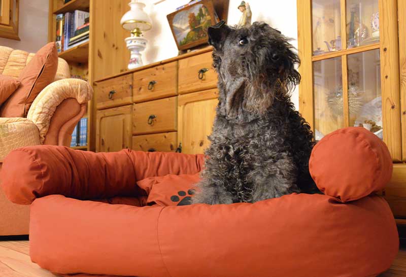 Kerry blue terrier