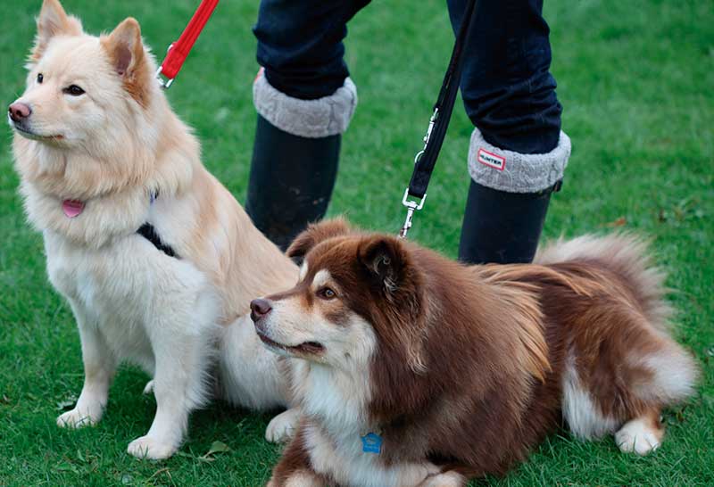 Pareja de spitz finlandes