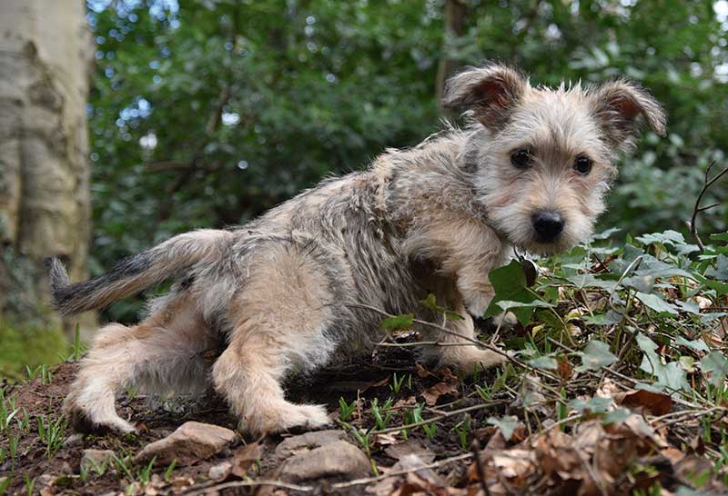 Cachorro terrier glen de imaal