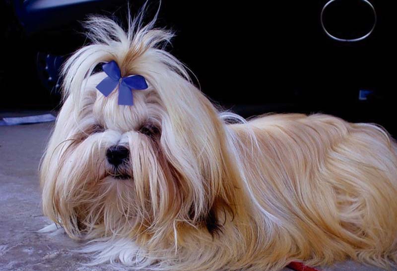 Lhasa apso perro