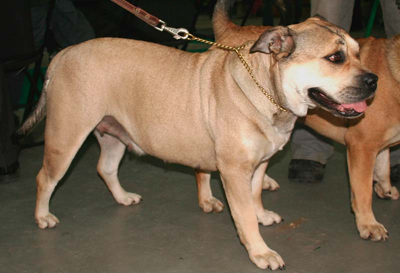 Dogo mallorquin