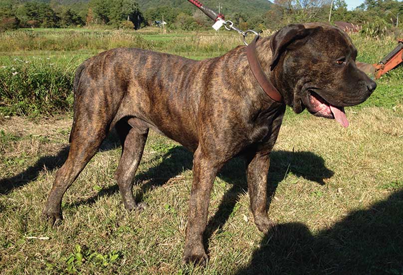 perro presa canario