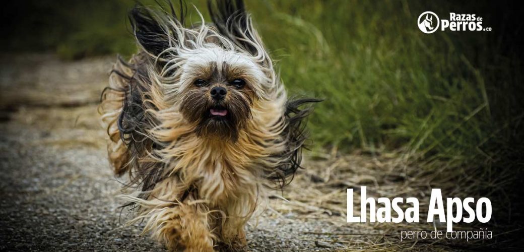 Lhasa apso perro de compania