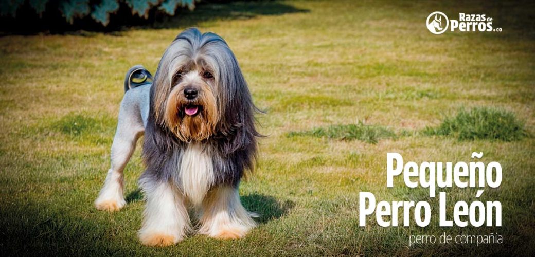 Pequeno perro leon perro de compania
