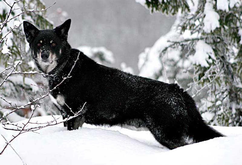 perro pastor finlandes de laponia