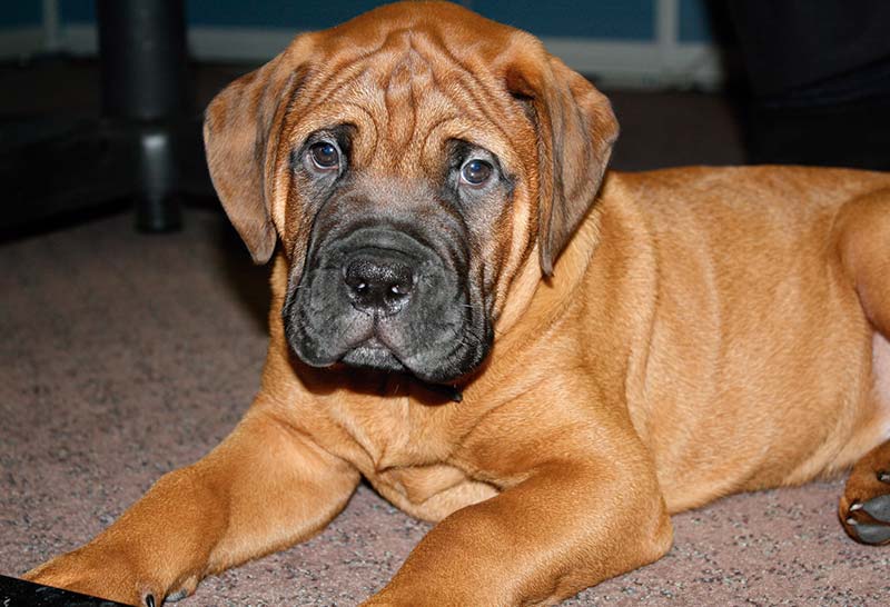 Bullmastiff cachorro