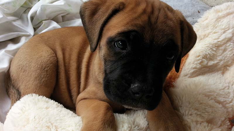 Bullmastiff cachorrito