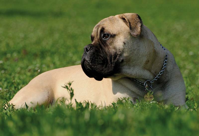 Perro bullmastiff sentado