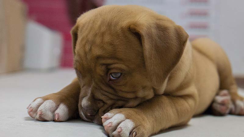 Perro mastiff cachorro