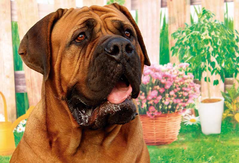 Mastiff rojizo en el jardin